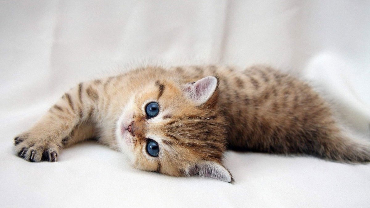 Милые котики HD