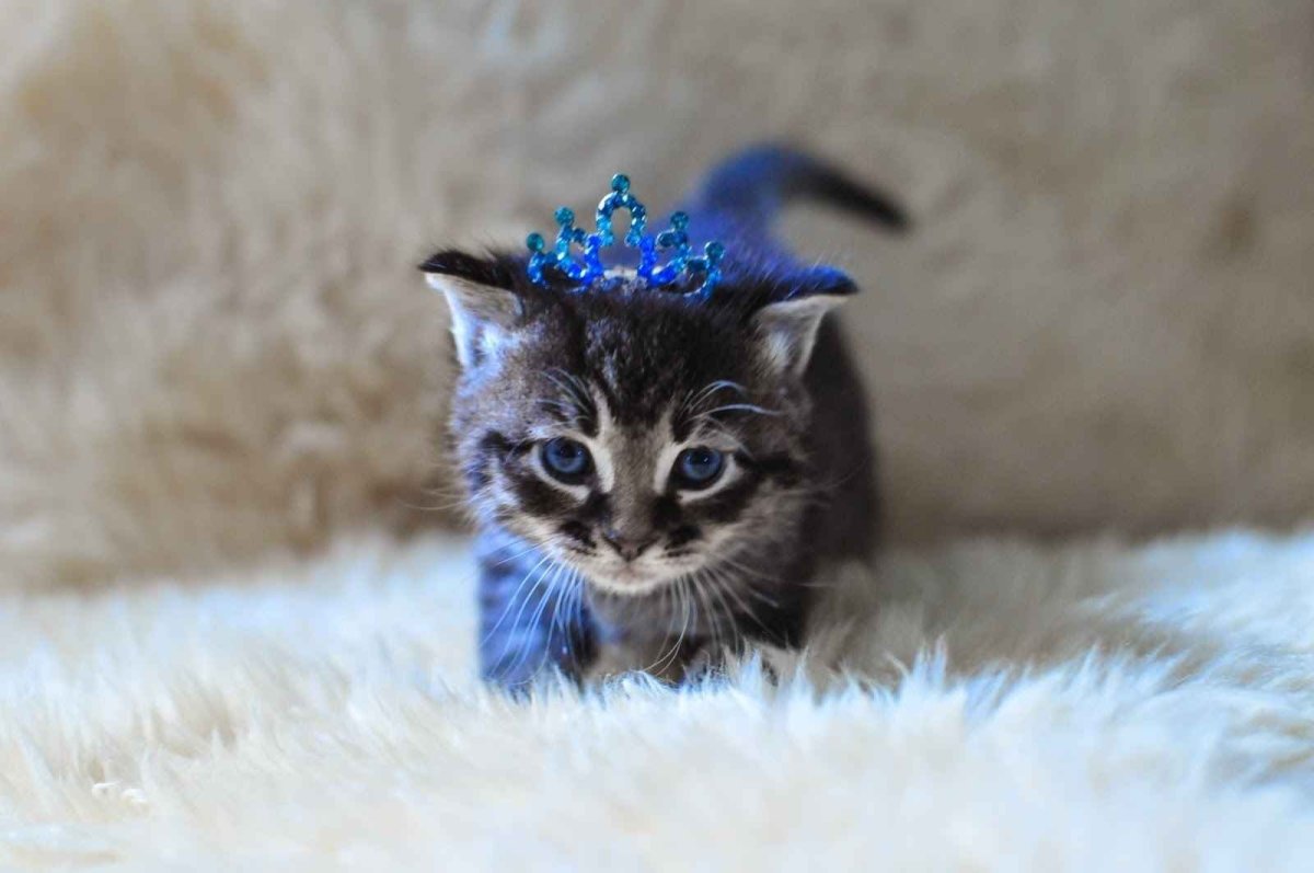 Самые милые котята