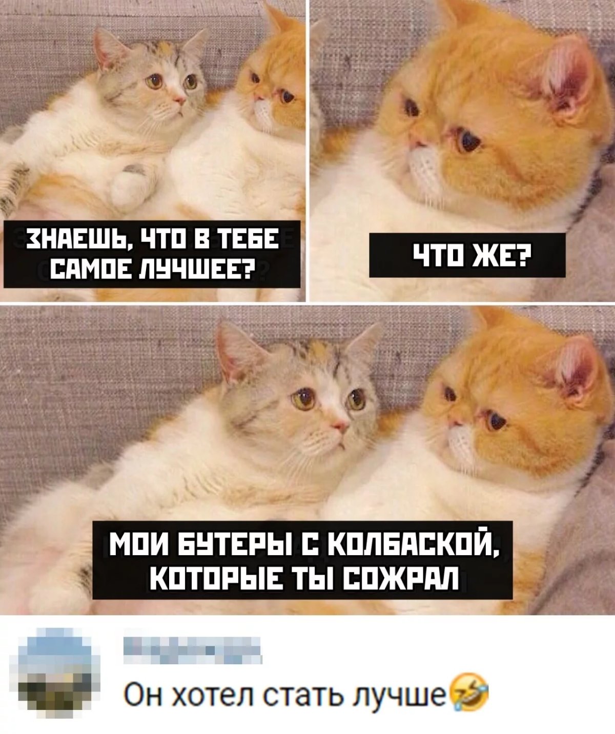 Коты мемы с надписями