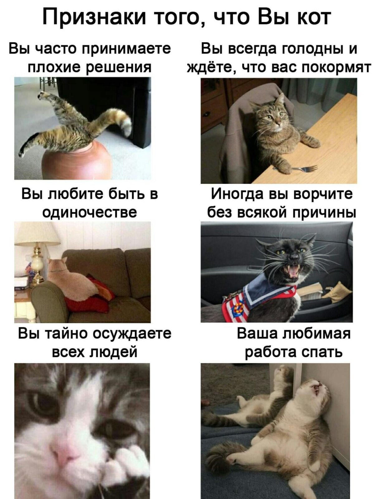 Мемы животные с надписями