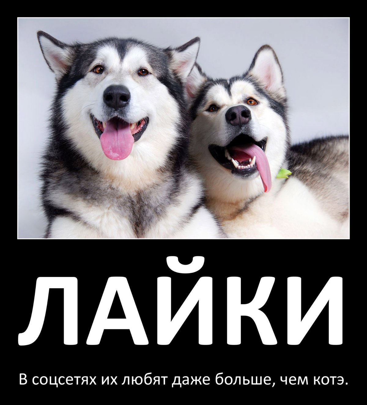 Приколы про лайки