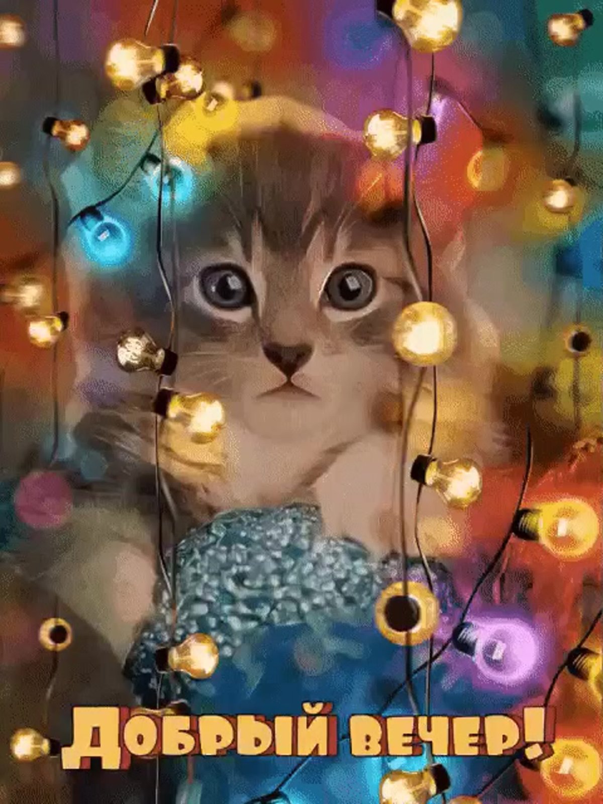 Приятного вечера с котиком