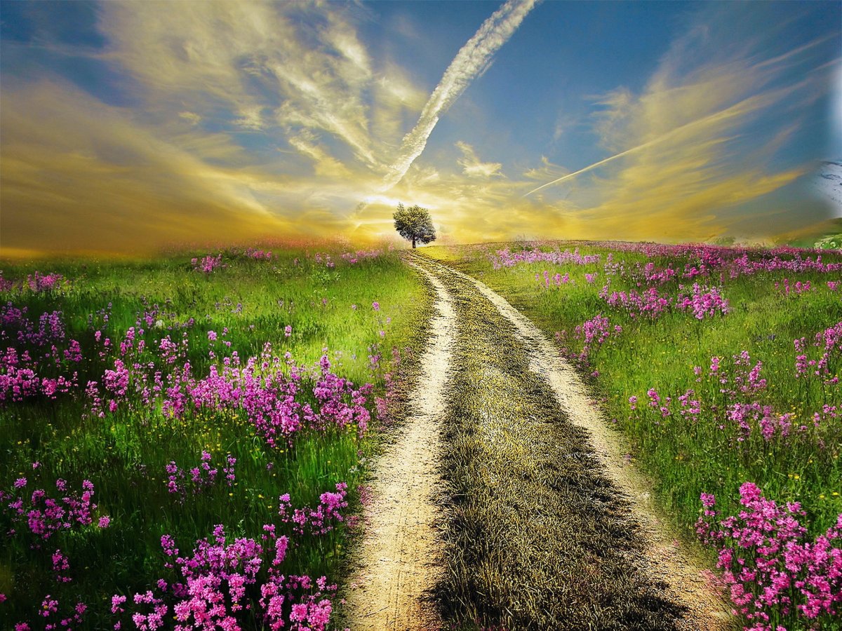 Зеленое поле