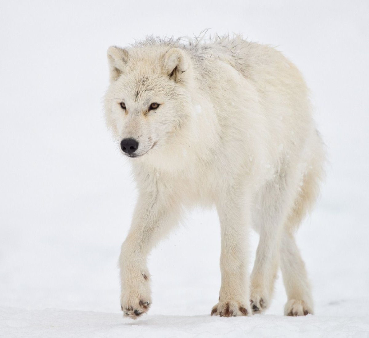 Северные волки