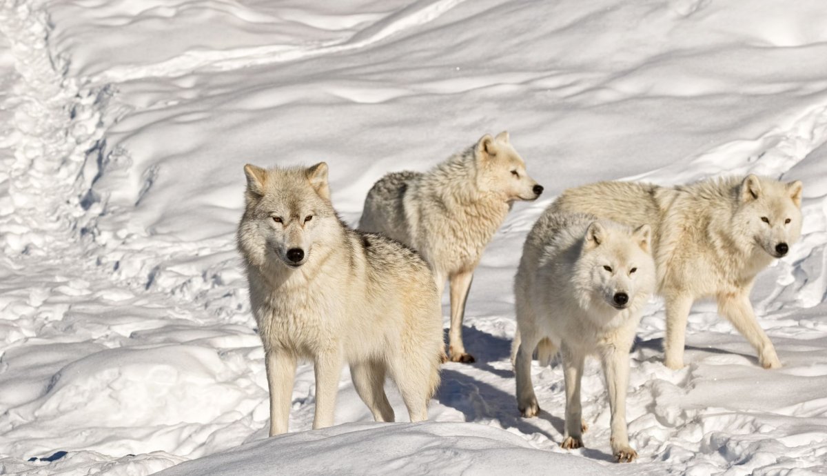 Белый волк картинки красивые