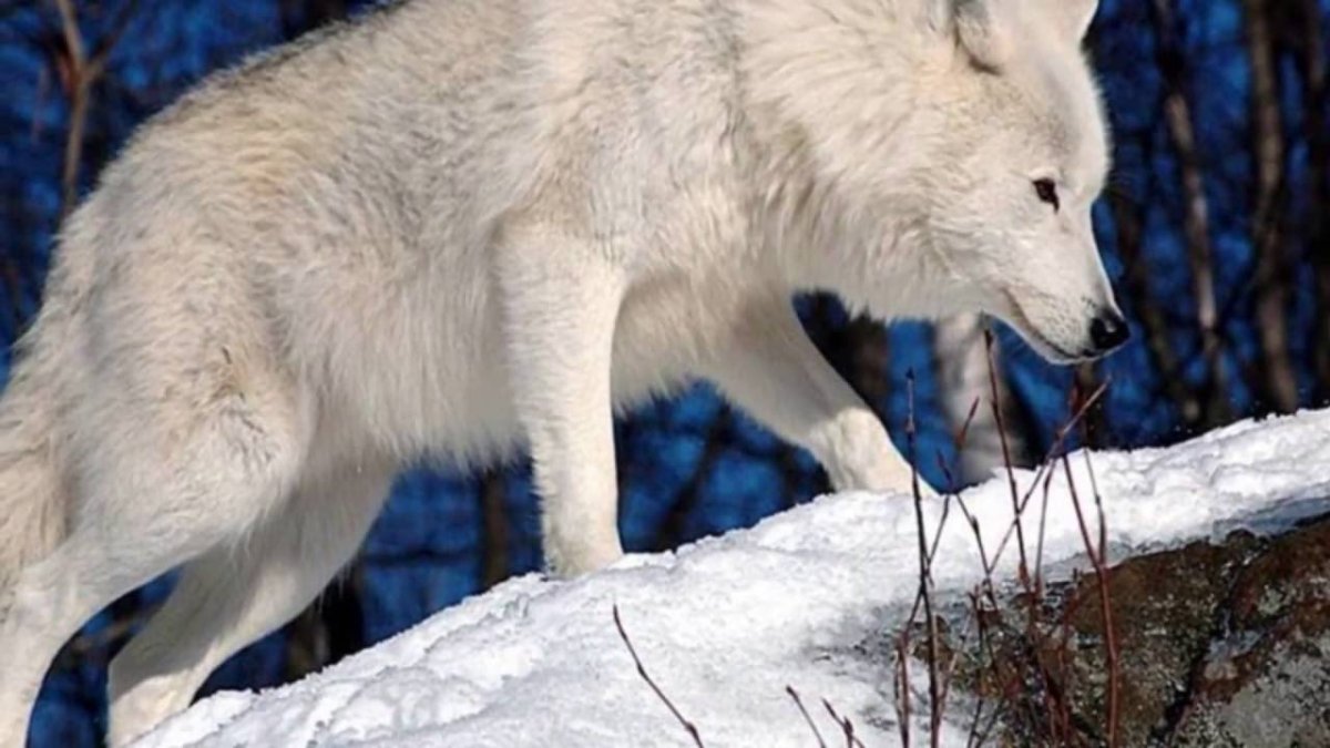 Полярный волк вектор