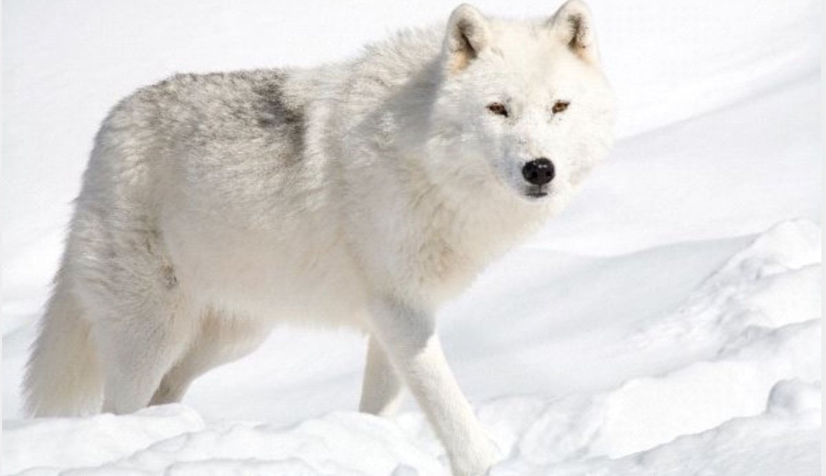 Животные севера Полярный волк для дошкольников