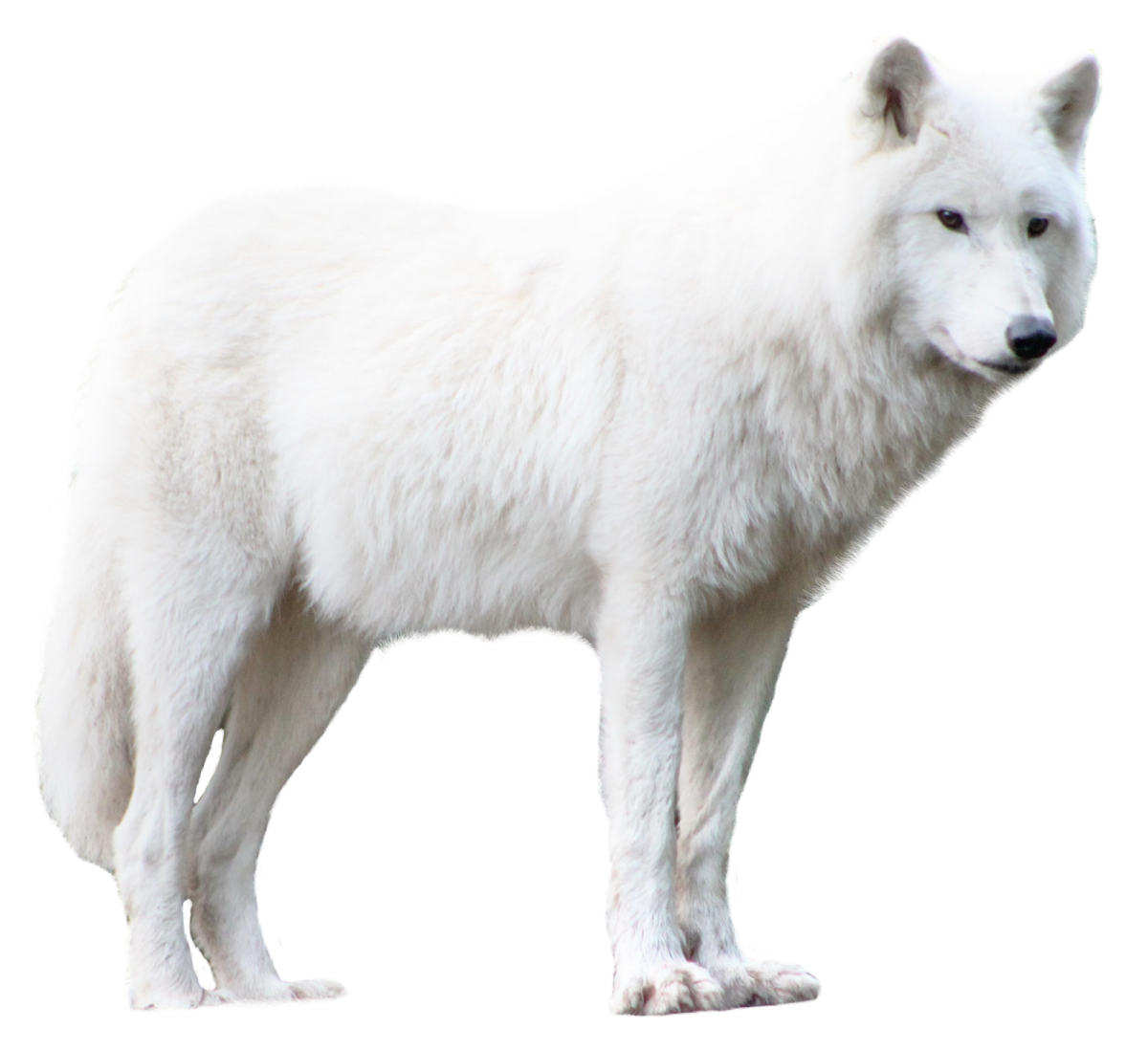 Белый Полярный волк