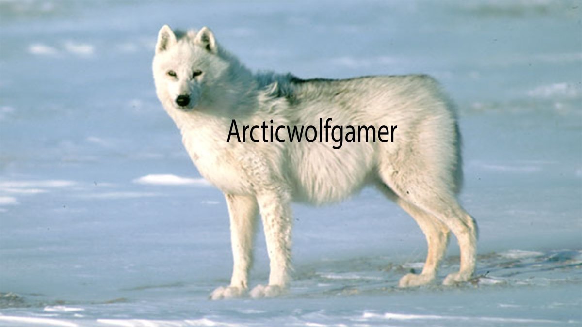 Полярный волк картина