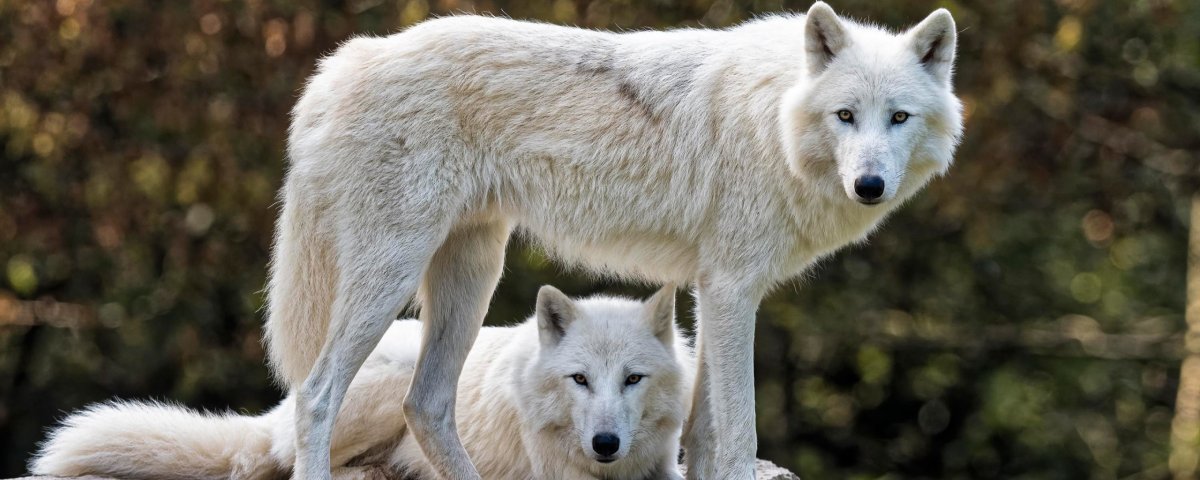 Полярный волк щенки