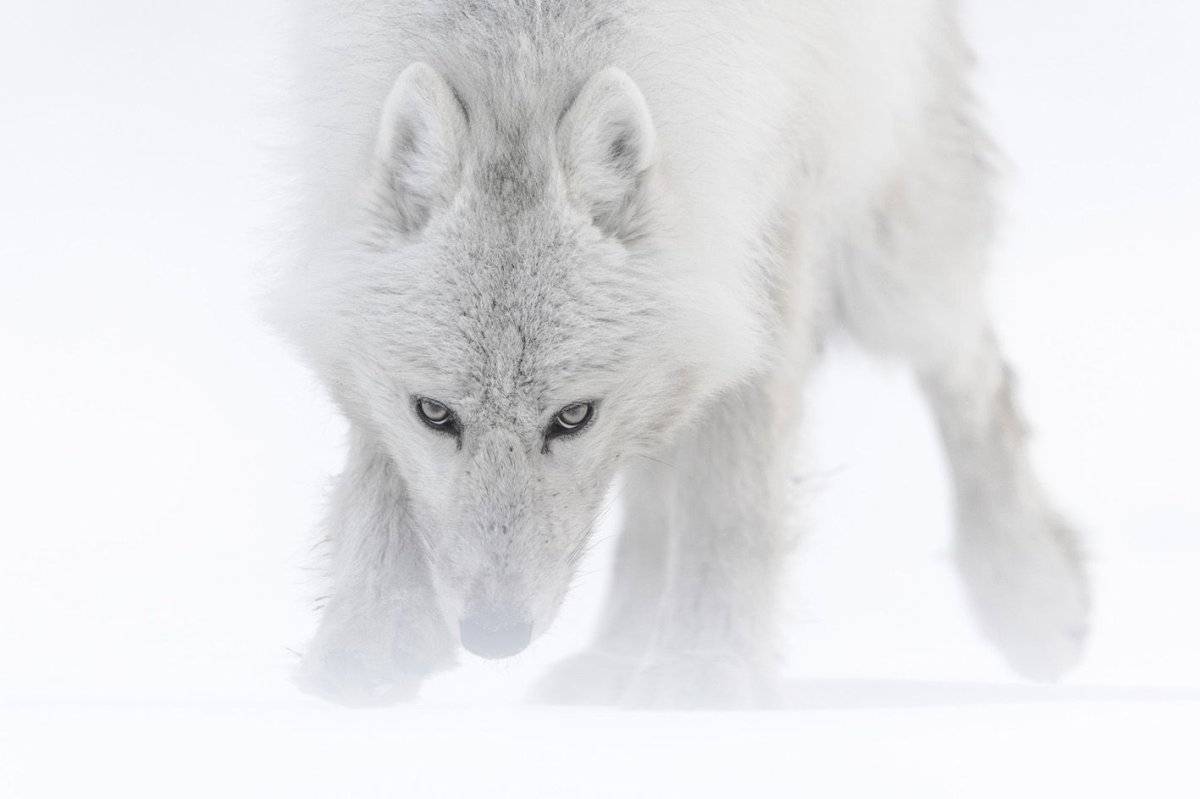 Фото полярного волка и тигра