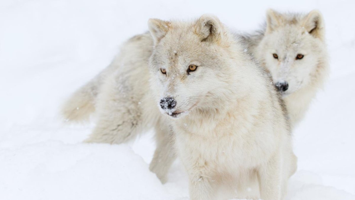 Грег Бичем (Greg Beecham).