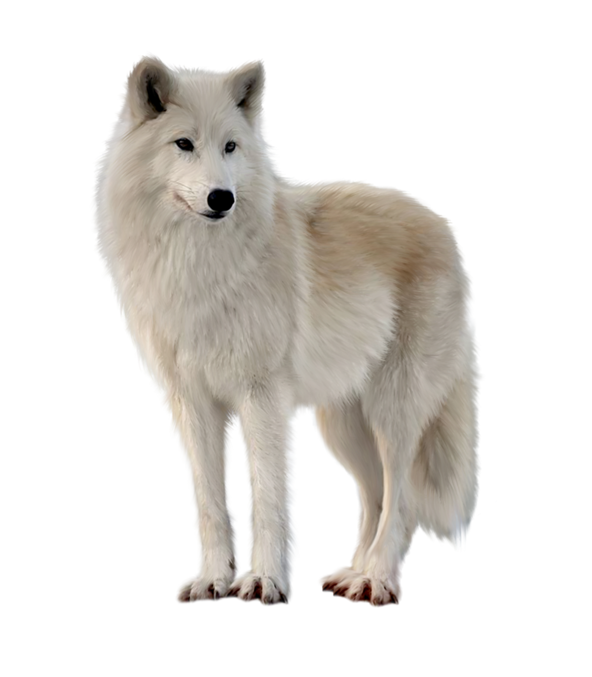 Волк в Арктике