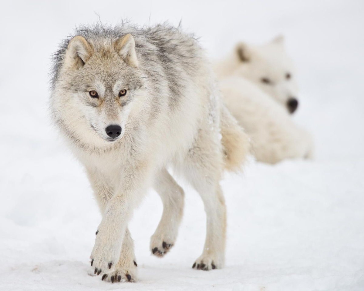 Арктический Полярный волк
