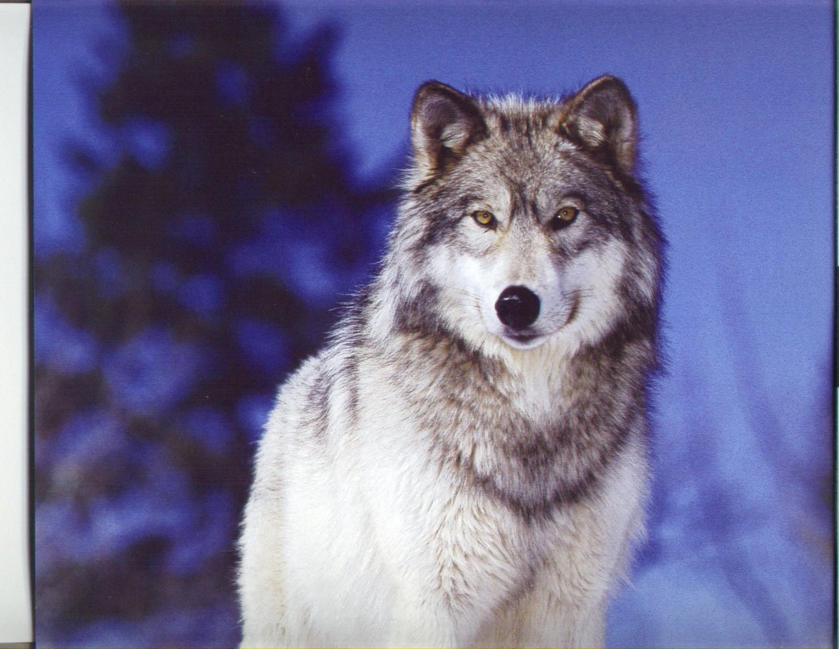 Canis Lupus arctos