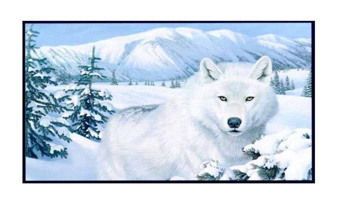 Снежный Полярный волк