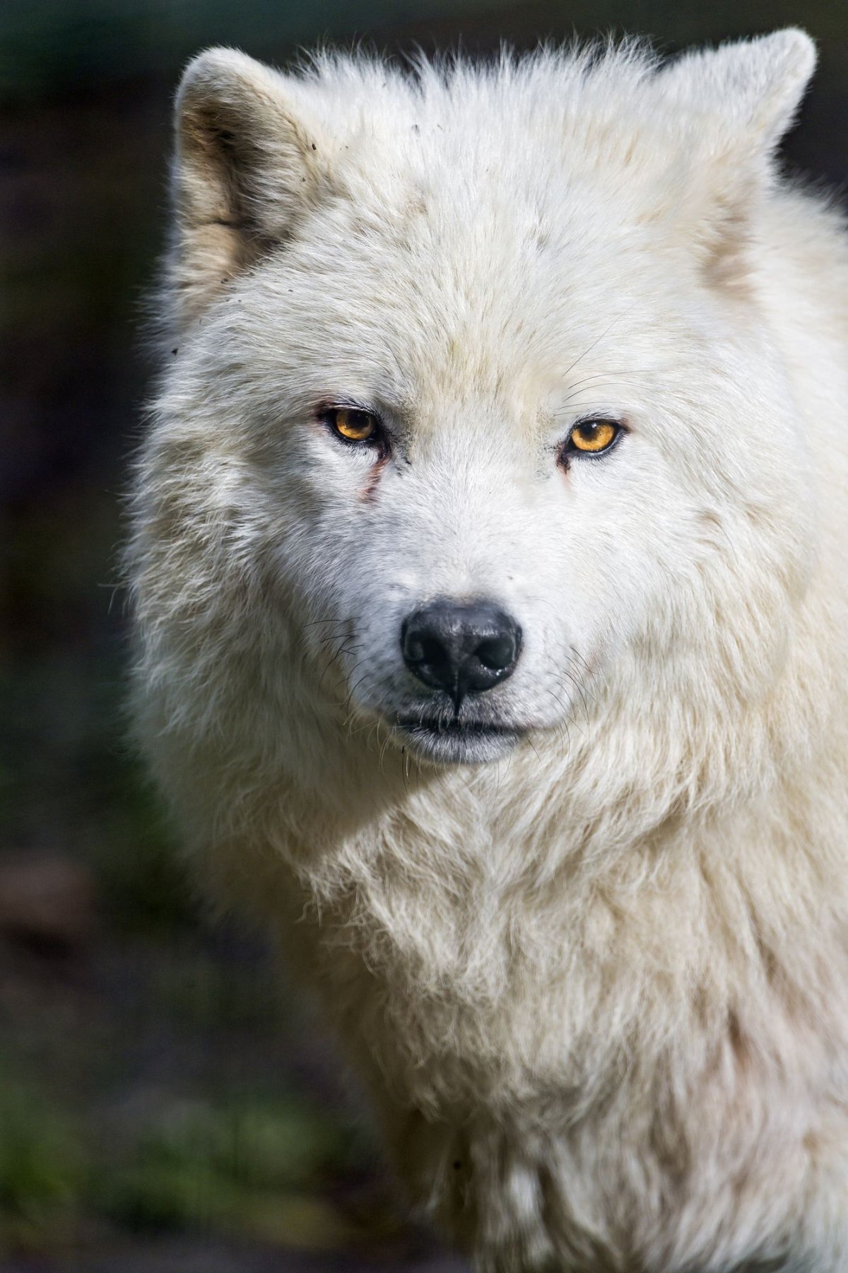 Arctic Wolf (Арктический волк)