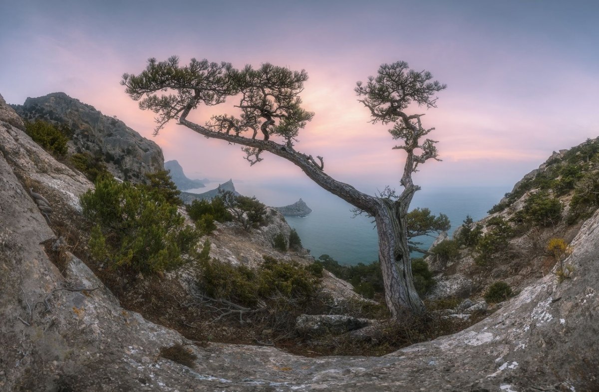 Сосна Станкевича пик космос