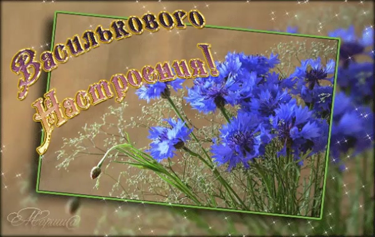 Ах васильки васильки