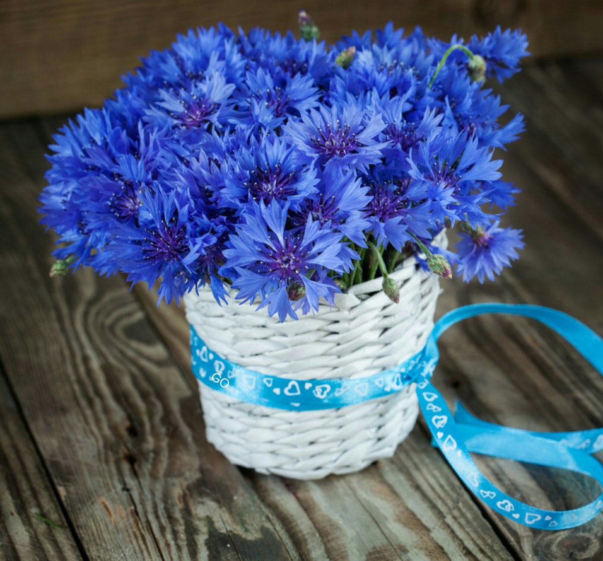 Красивые васильки