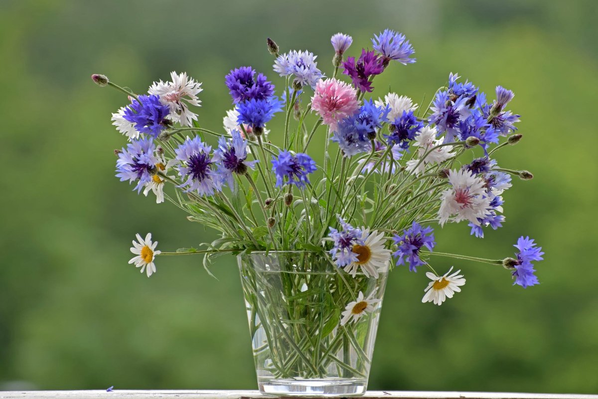 Красивые васильки