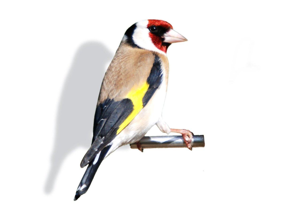 Щегол на белом фоне