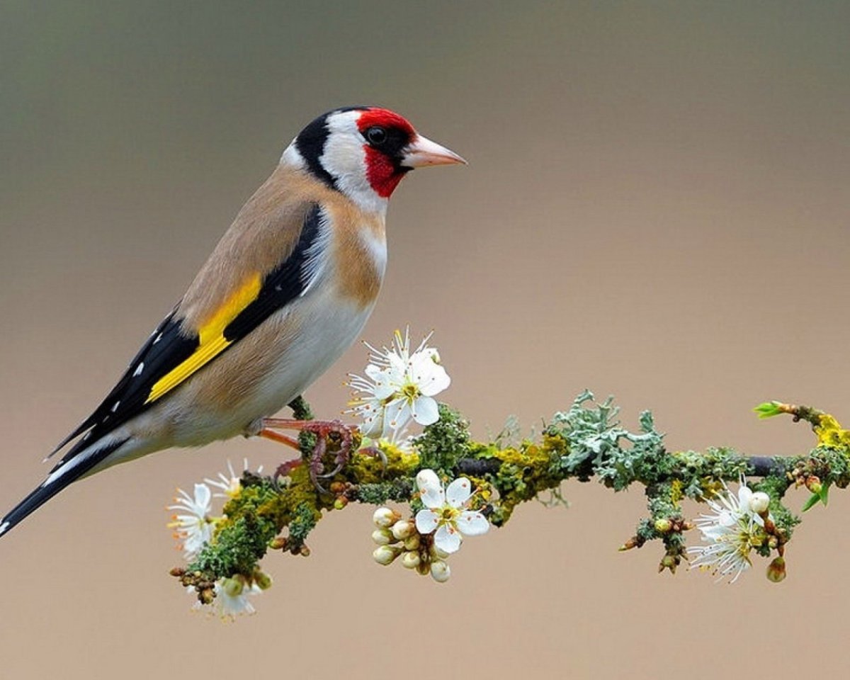 Ареал обитания Щеглов