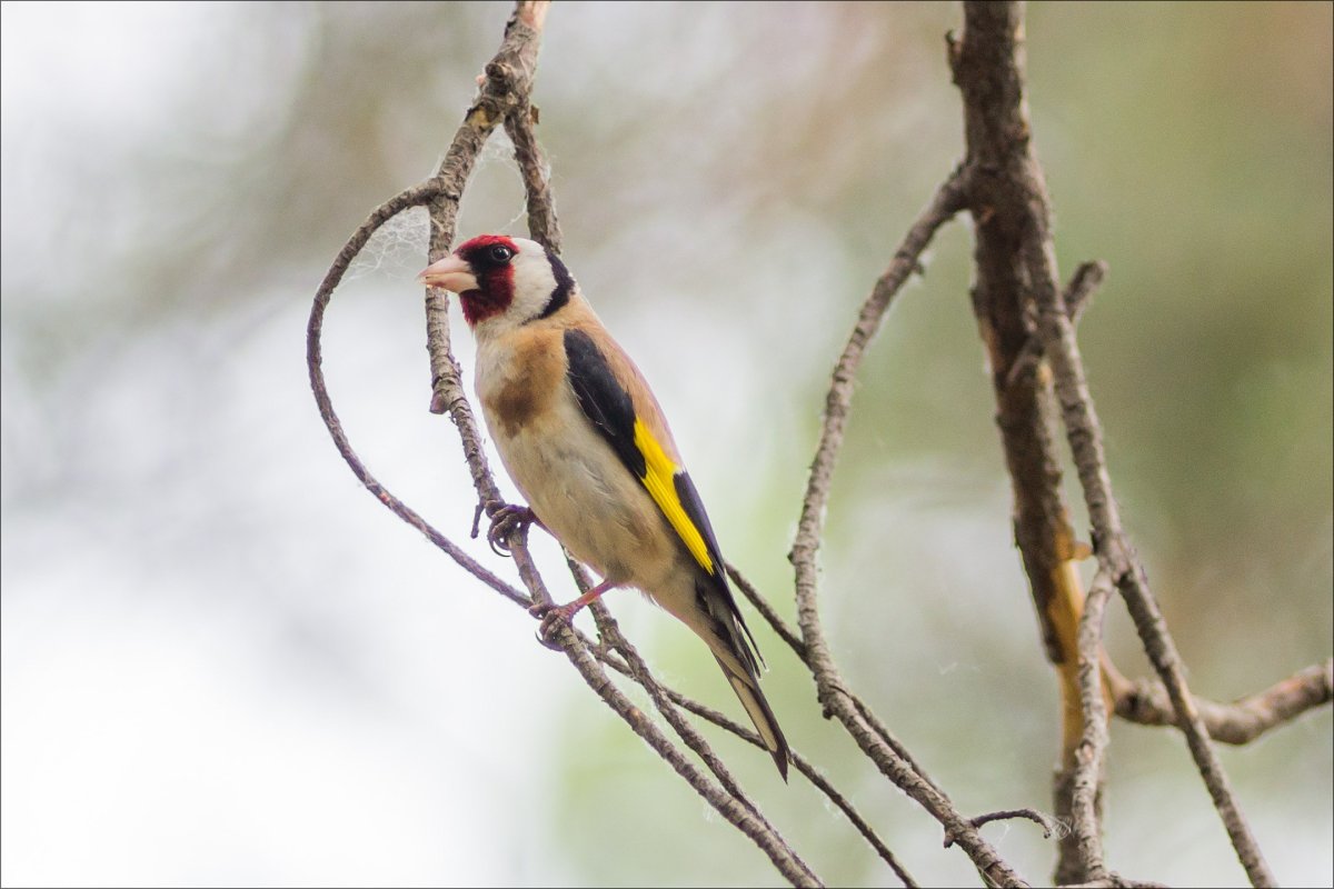 Базиль Эде художник птицы