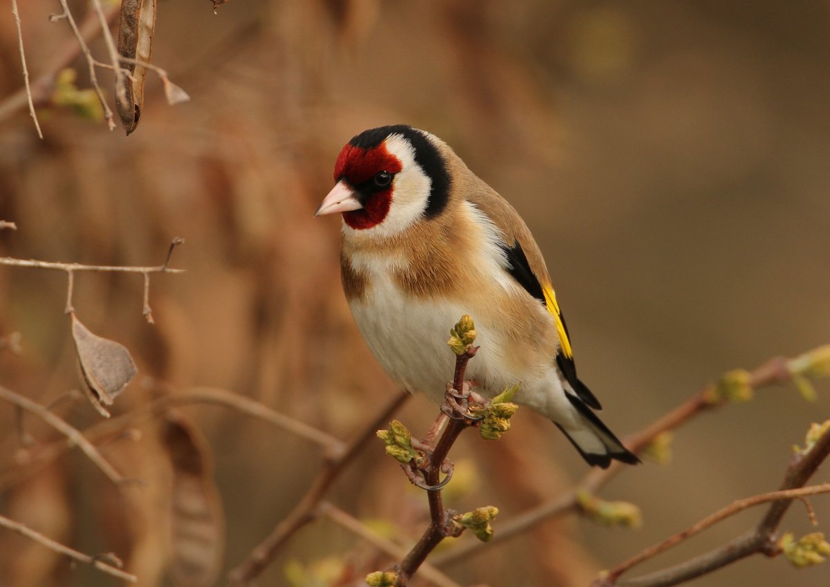 Черноголовый щегол акварель