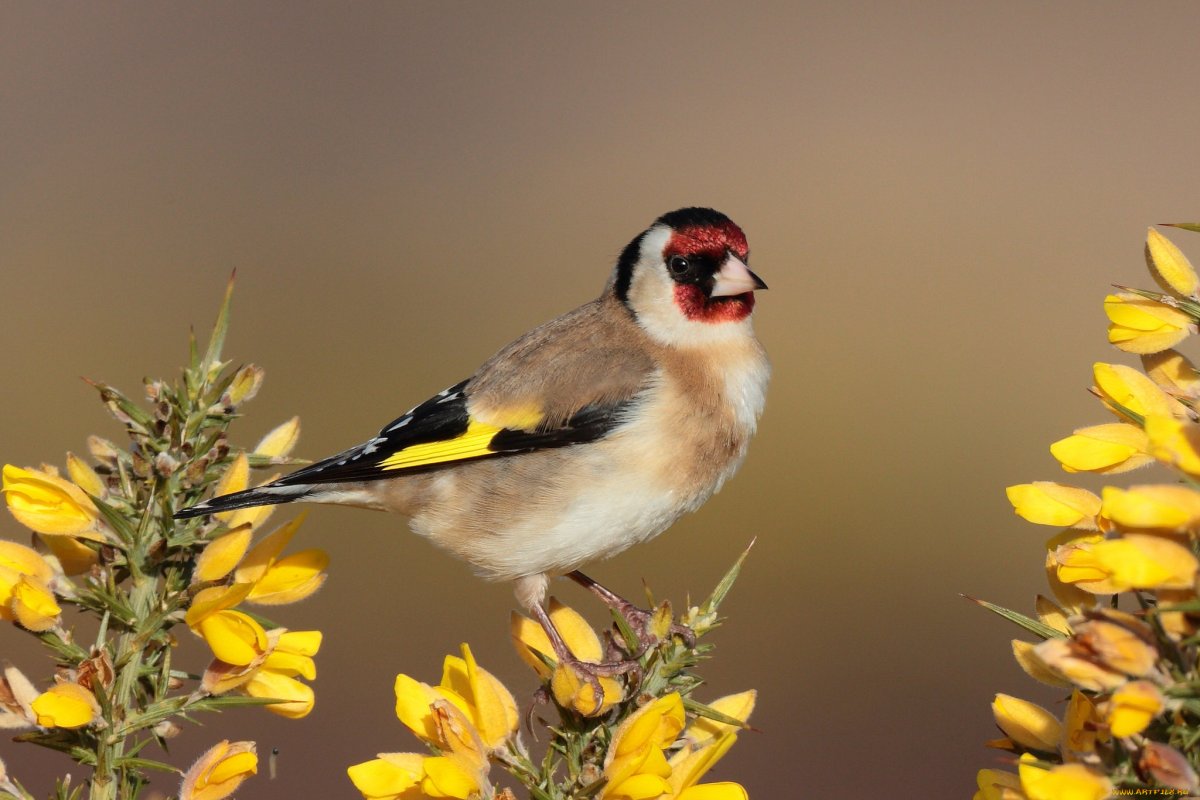 Зимующие птицы щегол