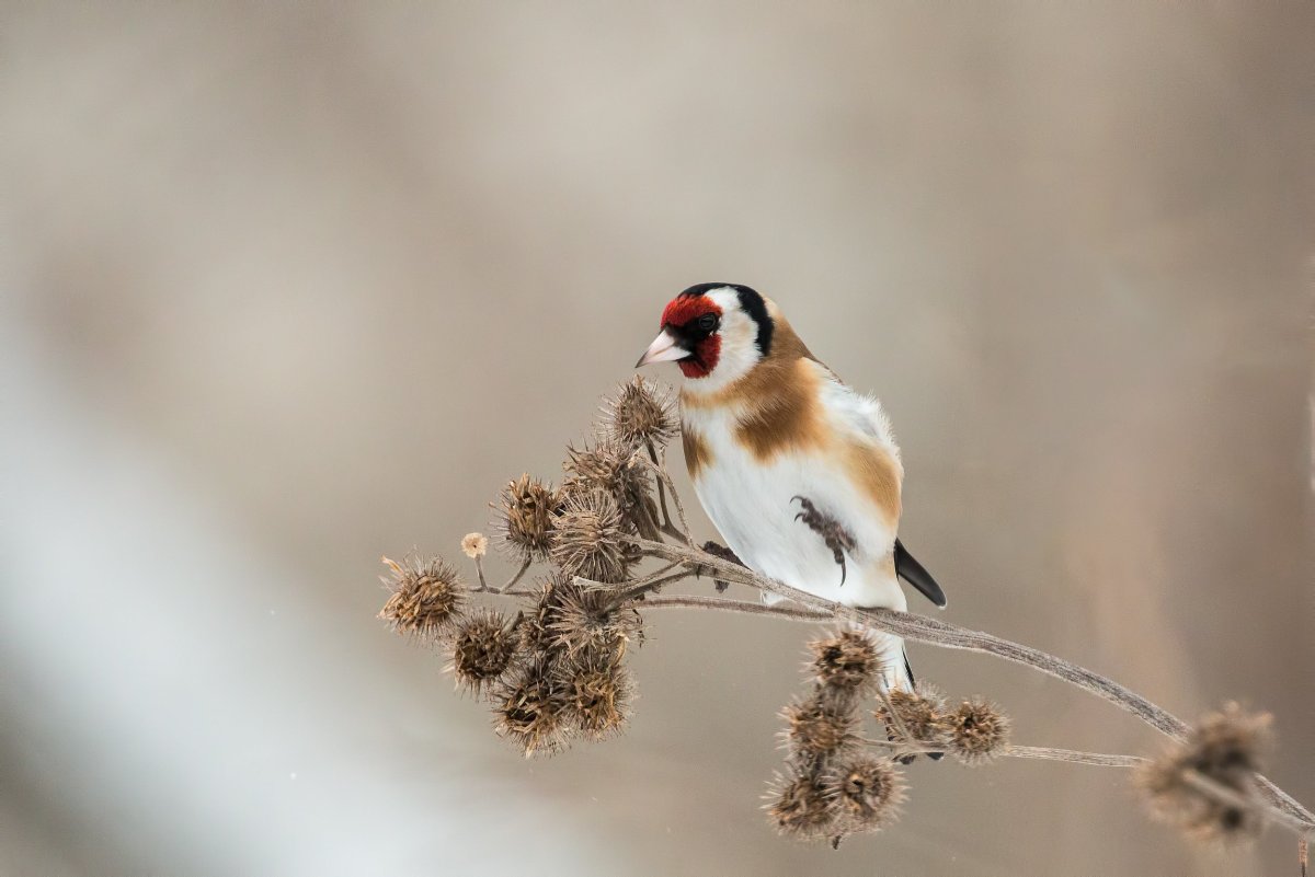 Черноголовый щегол пение