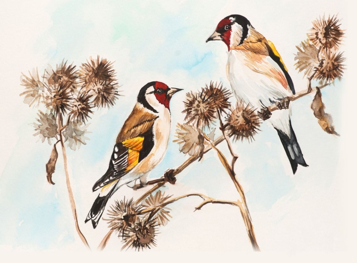 Черно-белые щеглы