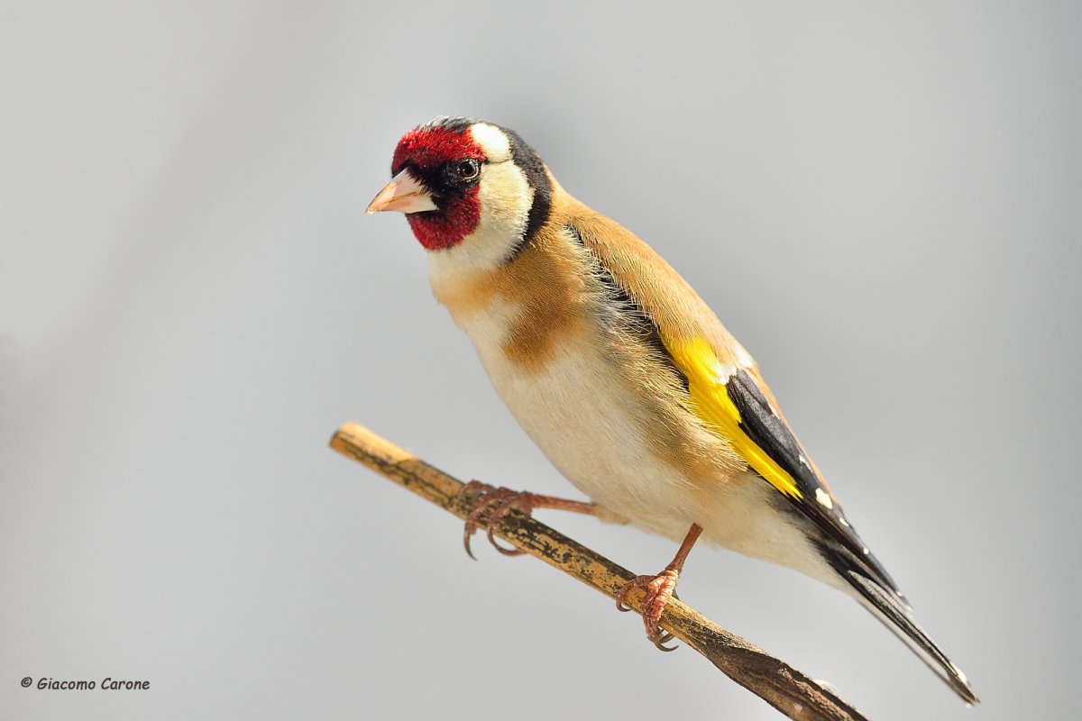 Щебет Щеглов