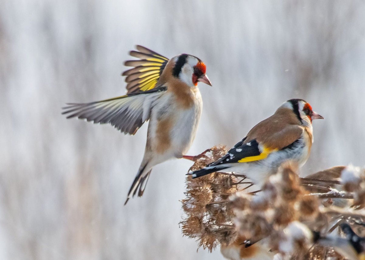 Щегол черноголовый Carduelis Carduelis