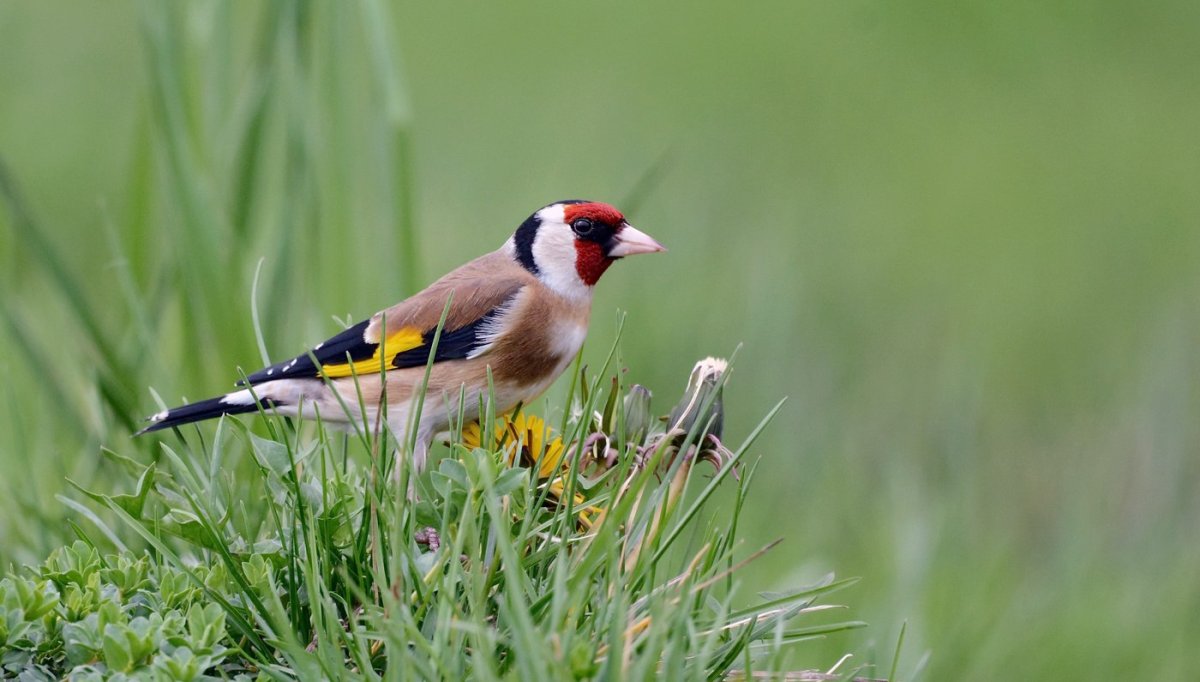 Щегол в полете