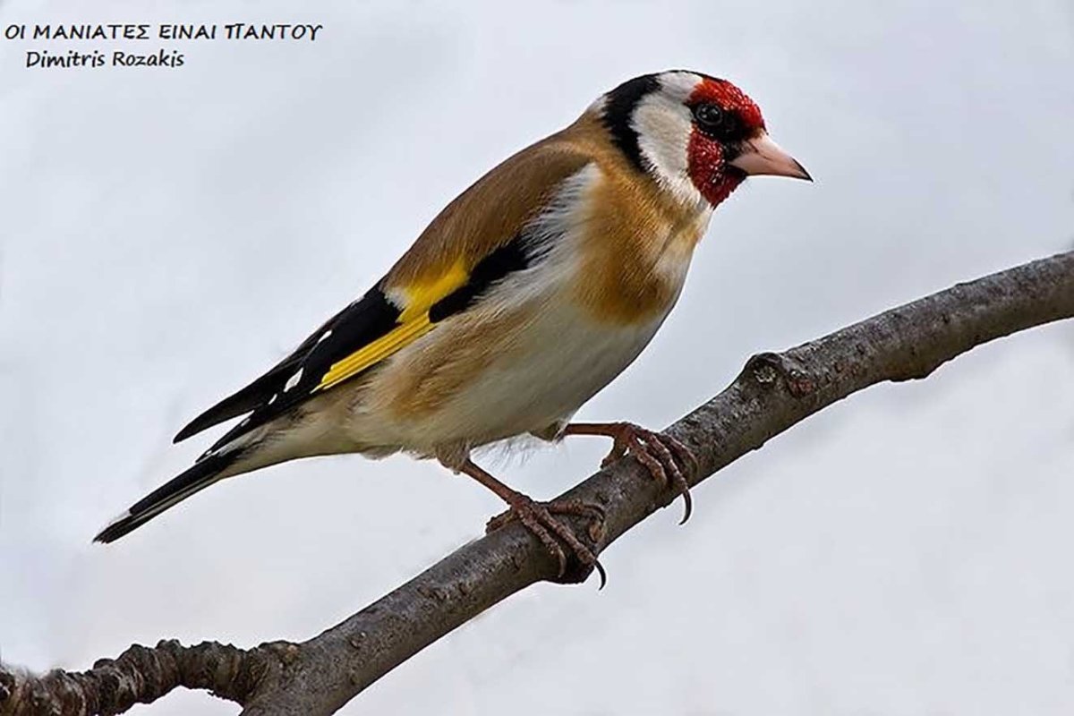 Черноголовый щегол птенец