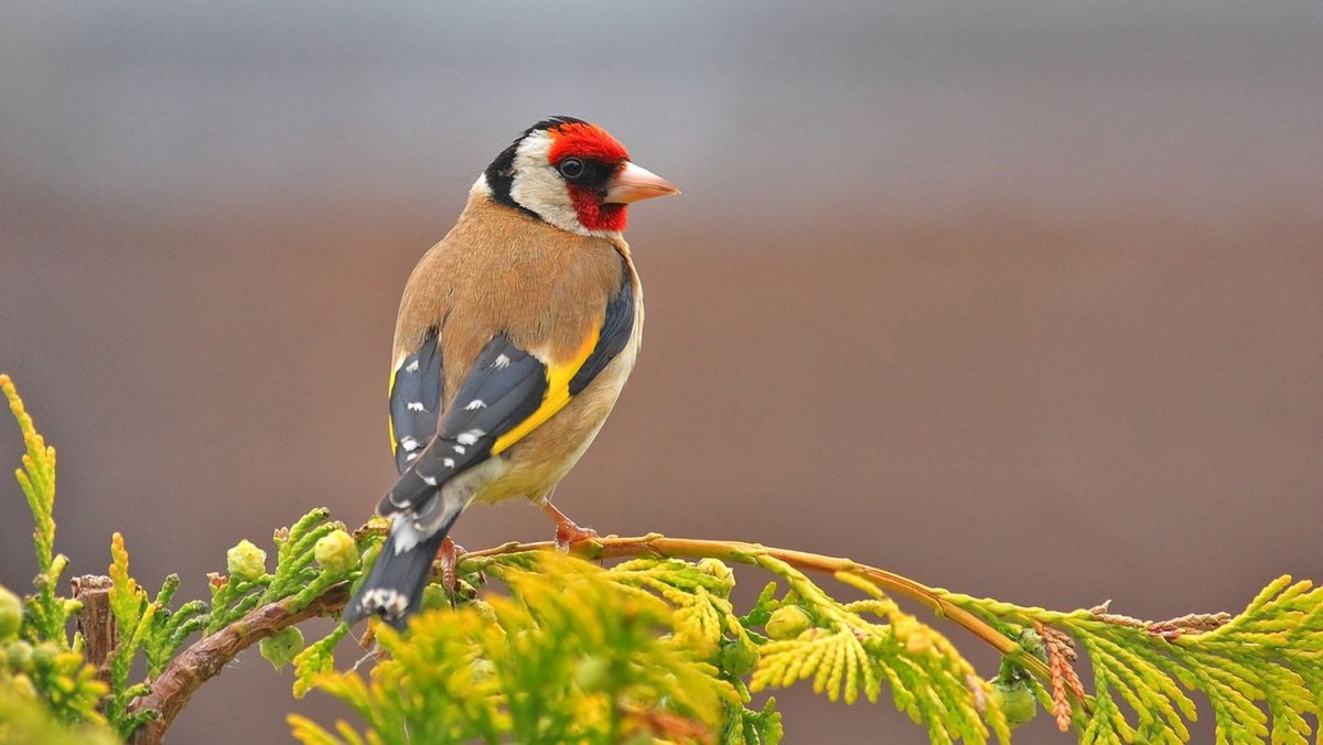 Щегол Бурятии