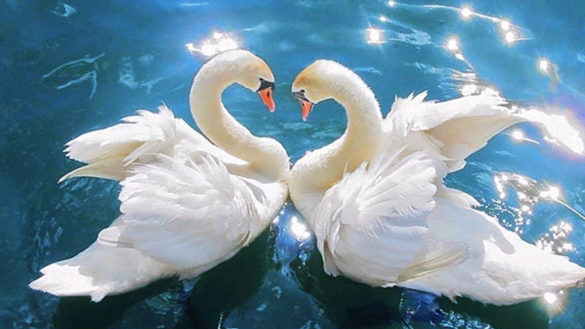 Любовь и лебеди