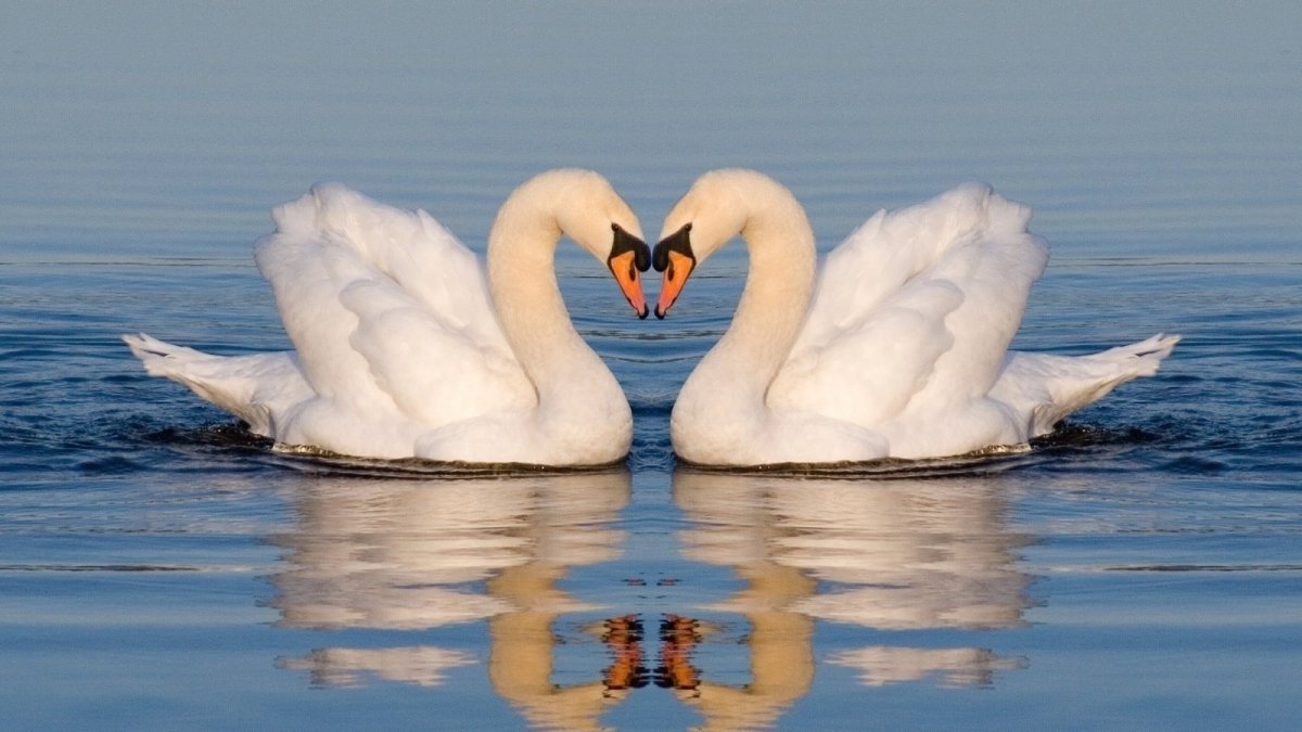 Лебеди вдвоем