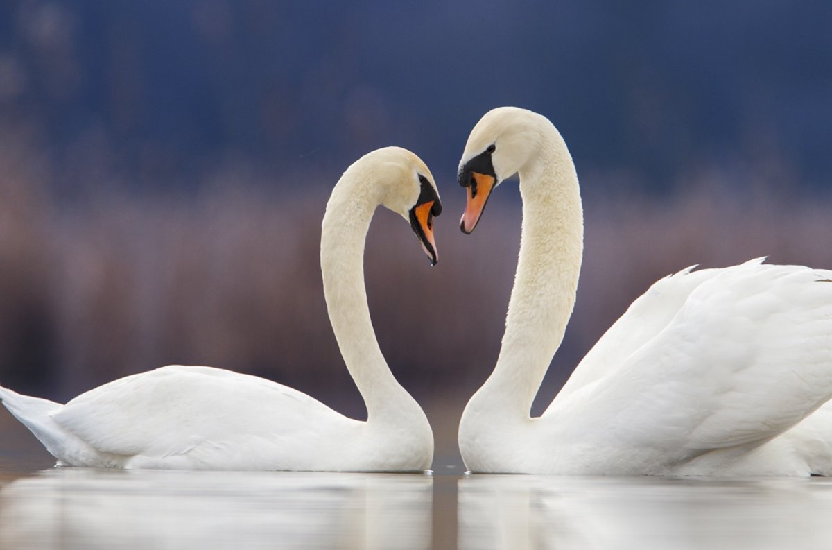 Любовь и лебеди