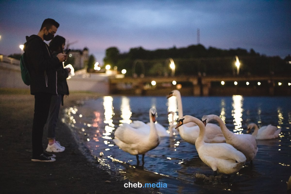 Лебединая любовь и верность