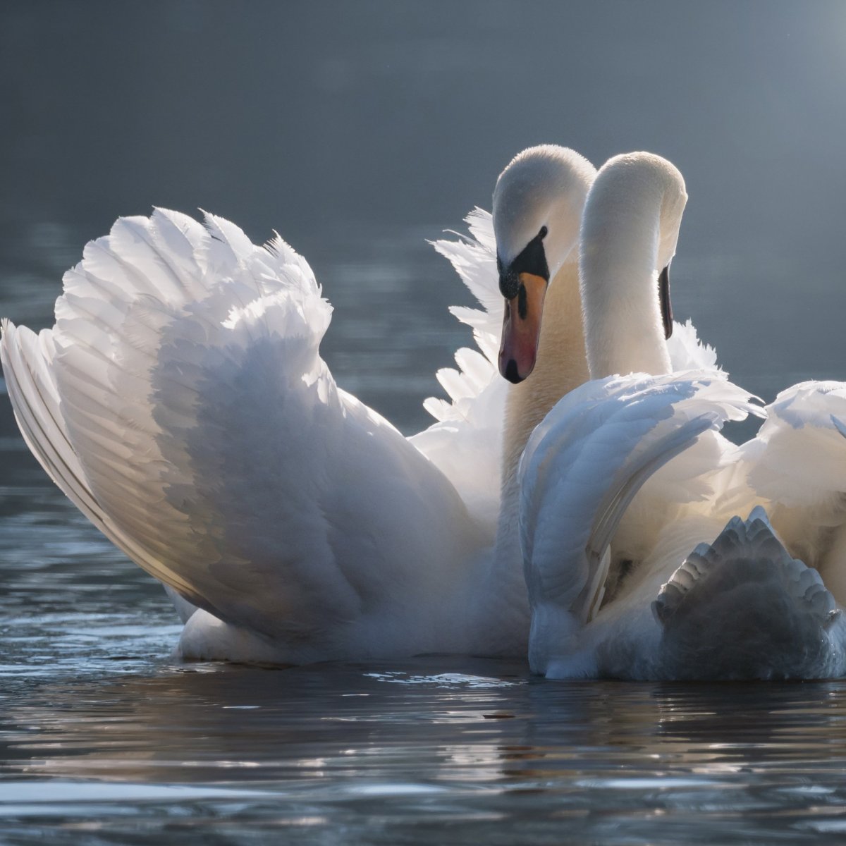 Влюбленные лебеди