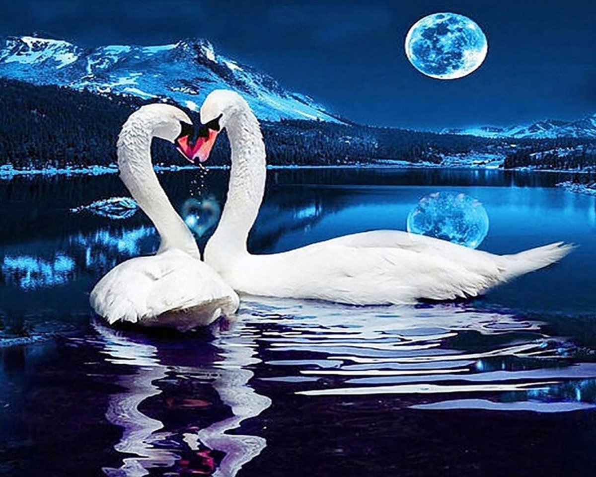 Пара лебедей