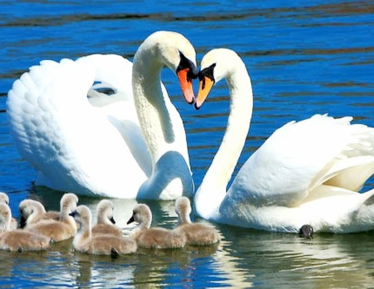 Лебеди сердце