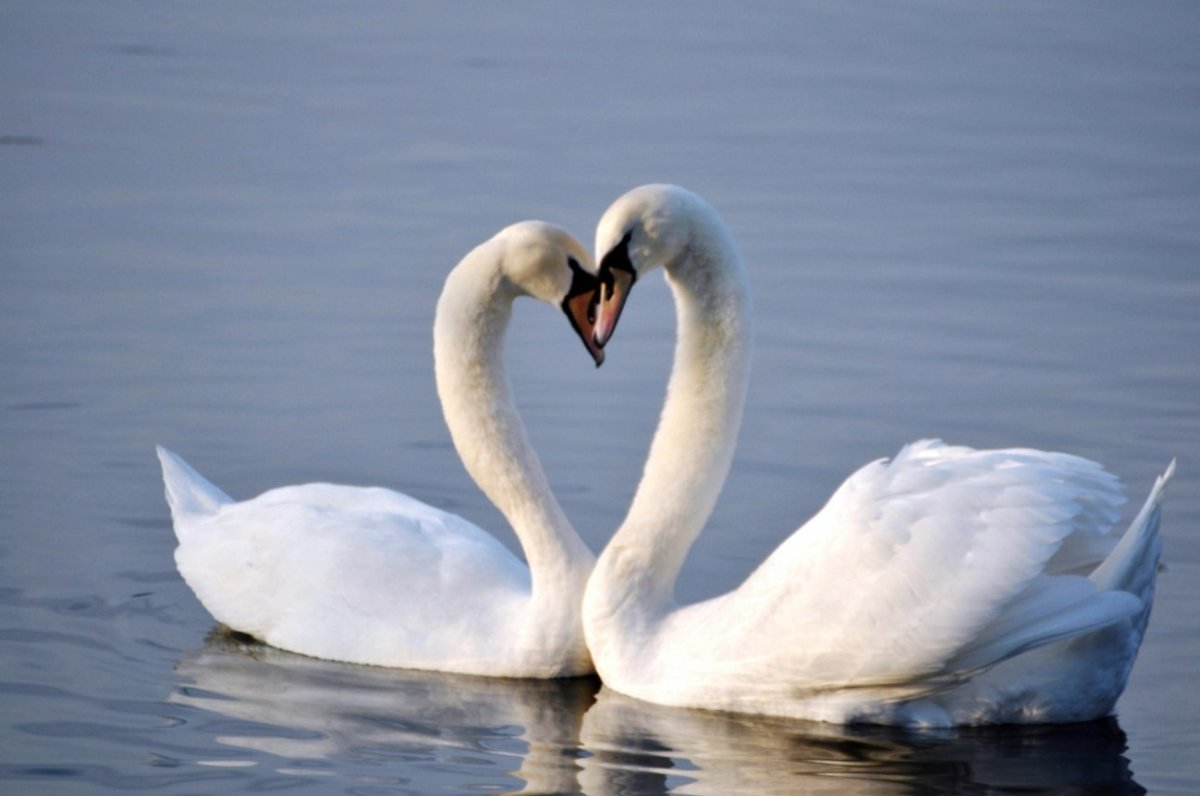 Два лебедя