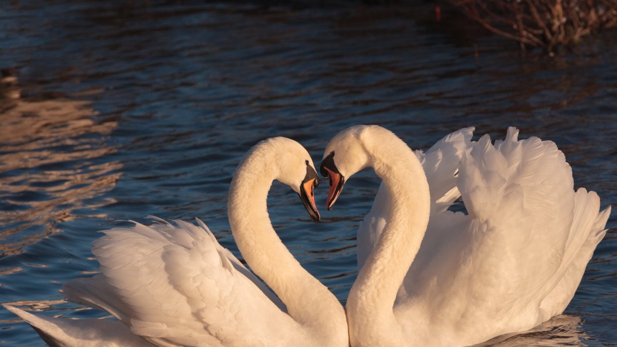 Пара лебедей