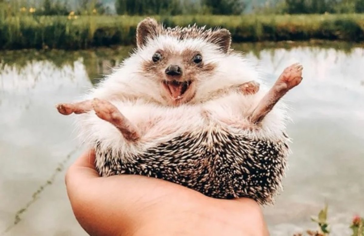 Ежик на отдыхе