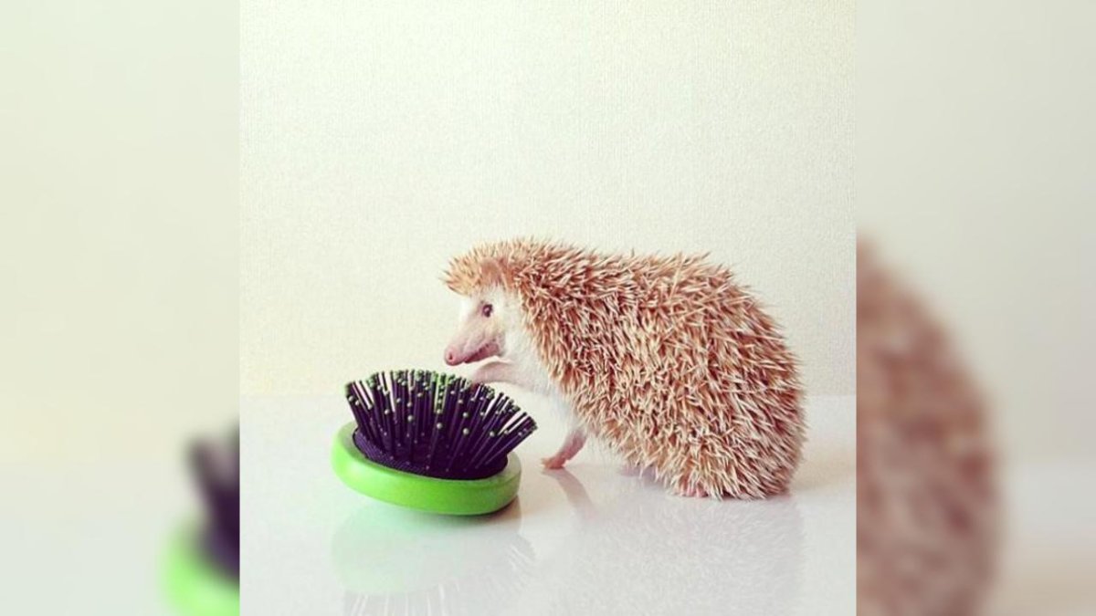 Животные на скейте