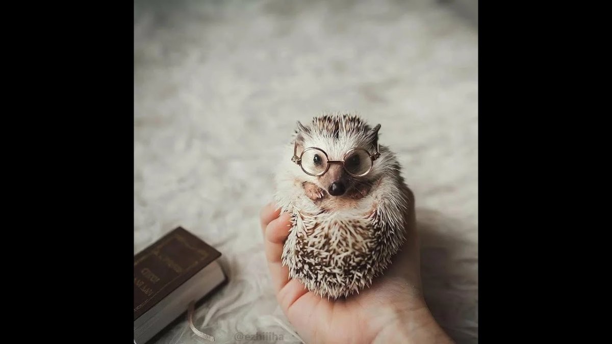 Медаль с ежом