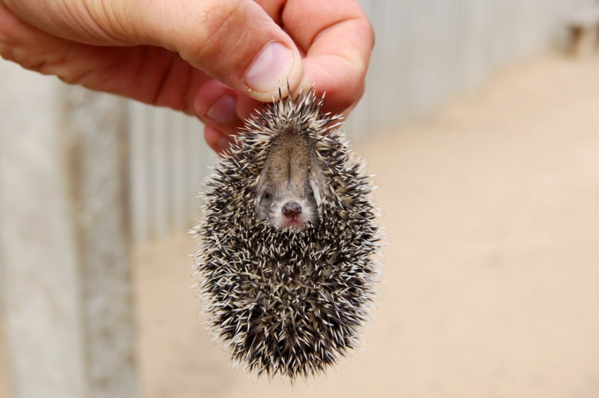 Ежики мультяшные милые